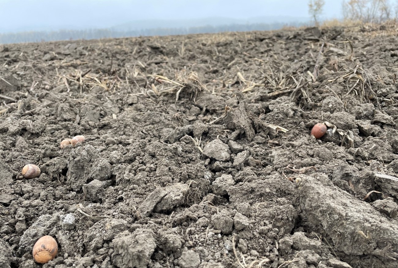 acorns on mississippi river bottom lands