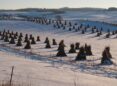 Pyramid shaped Haystacks in rows in a snowy field.