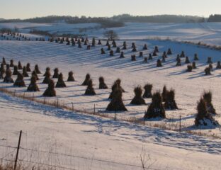 Pyramid shaped Haystacks in rows in a snowy field.