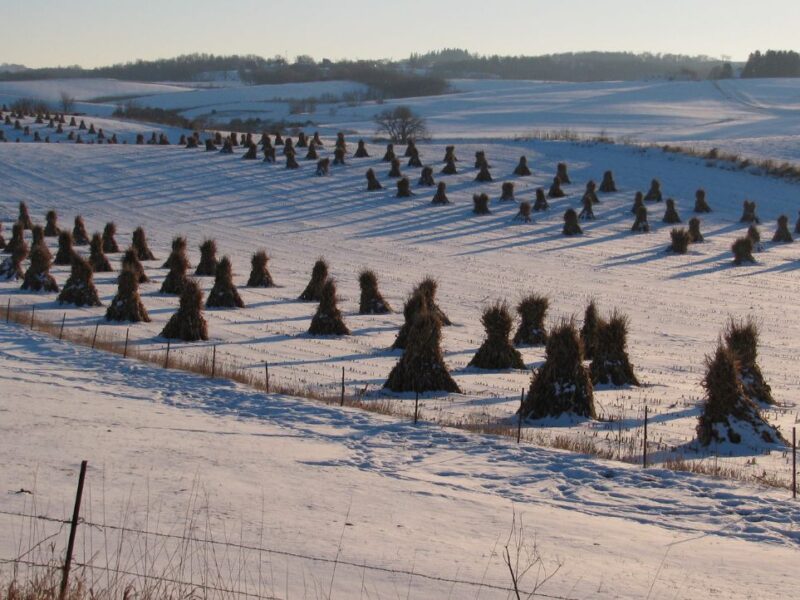 Pyramid shaped Haystacks in rows in a snowy field.