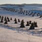 Pyramid shaped Haystacks in rows in a snowy field.