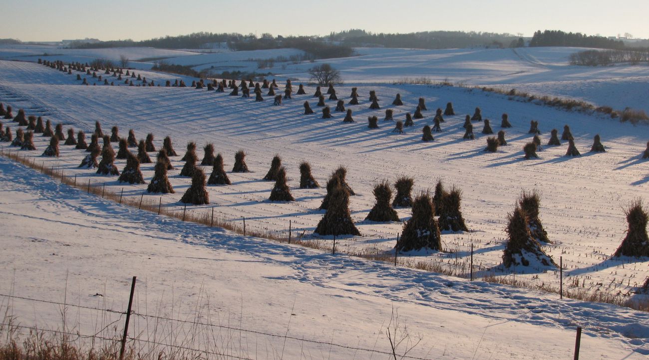 Pyramid shaped Haystacks in rows in a snowy field.