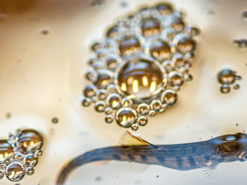 A tiny trout floats in water surrounded by groups of tiny bubbles.