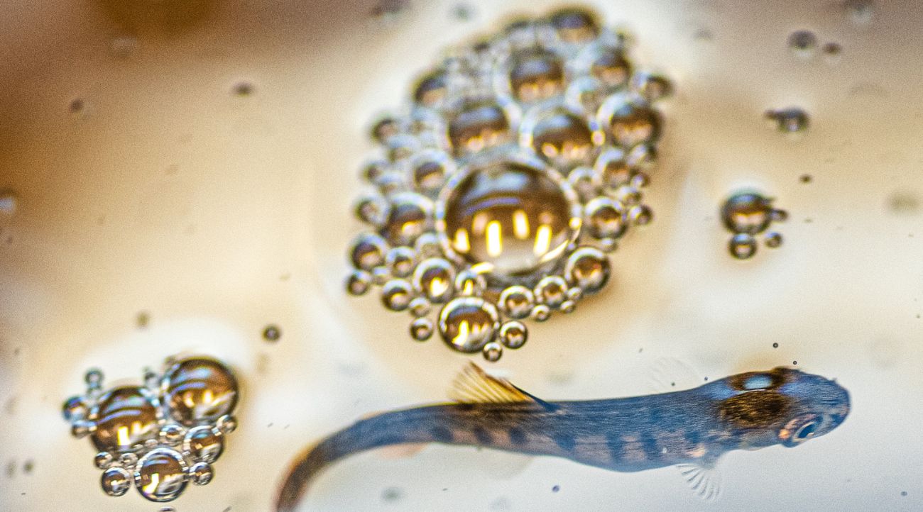 A tiny trout floats in water surrounded by groups of tiny bubbles.