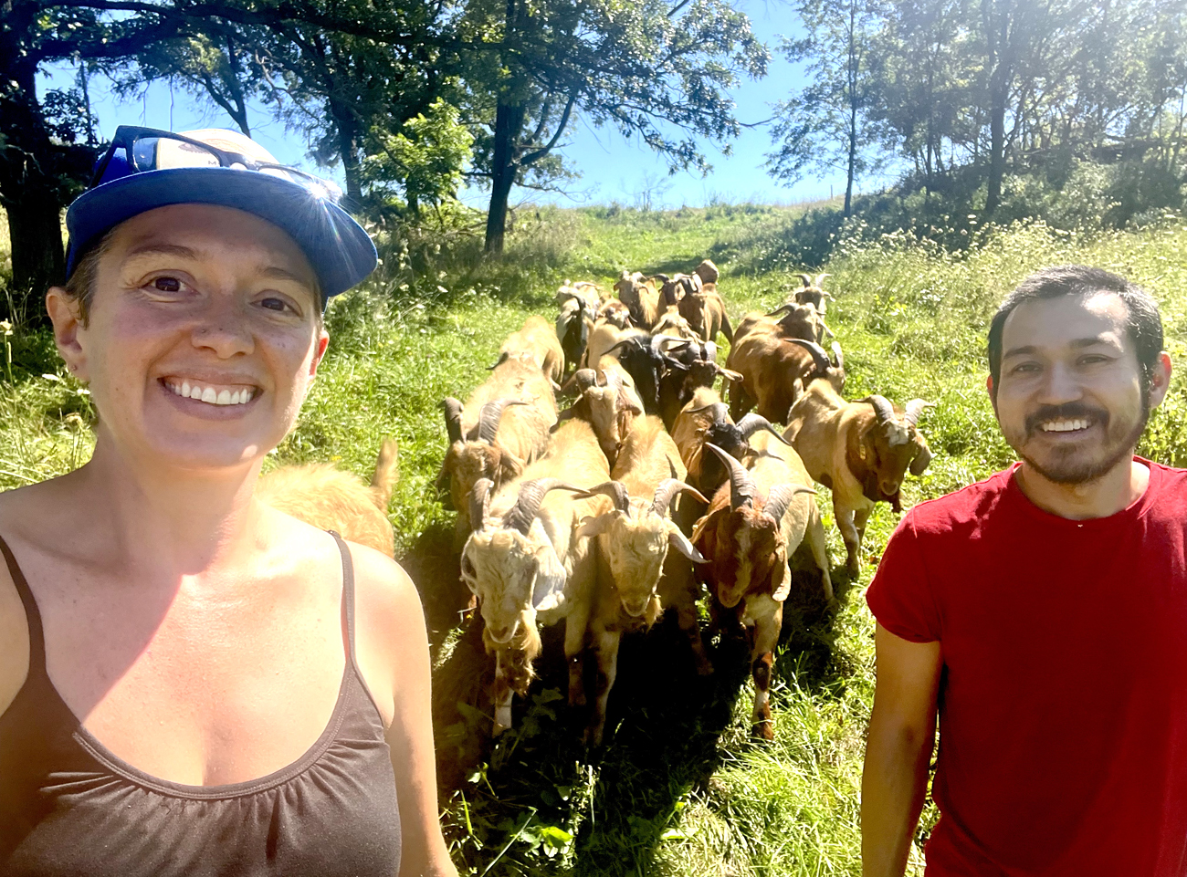 A woman in a brown tank top and a man in a red tshirt stand in a summertime grassy field in front of a herd of goats.