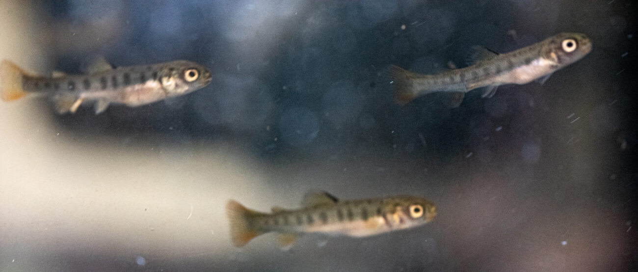 Three small rainbow trout fish swim in a fish tank.