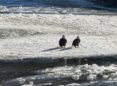 Pair of eagles sit on a snowy river bank on a sunny day.