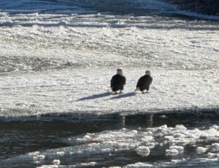 Pair of eagles sit on a snowy river bank on a sunny day.