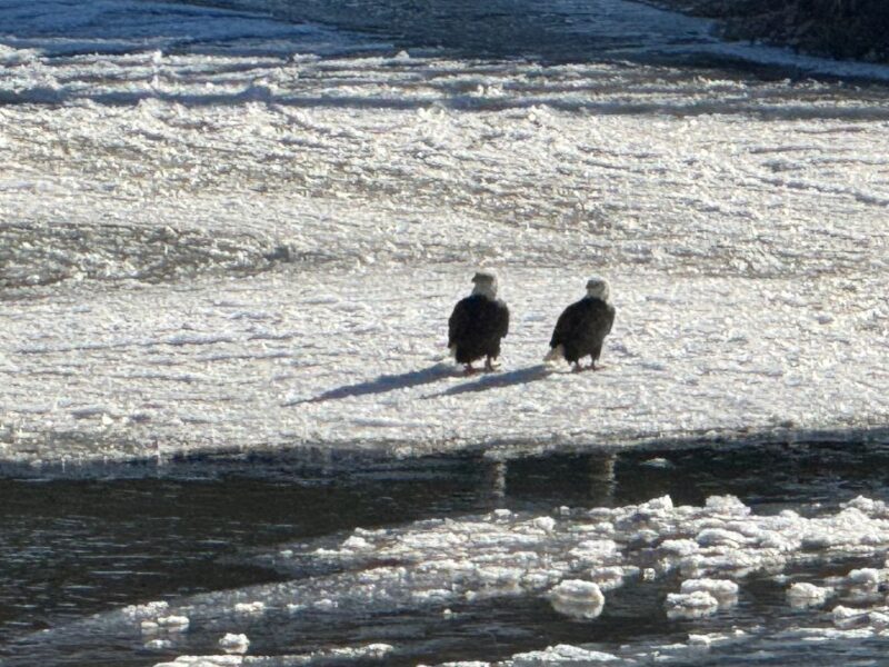 Pair of eagles sit on a snowy river bank on a sunny day.