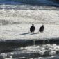 Pair of eagles sit on a snowy river bank on a sunny day.