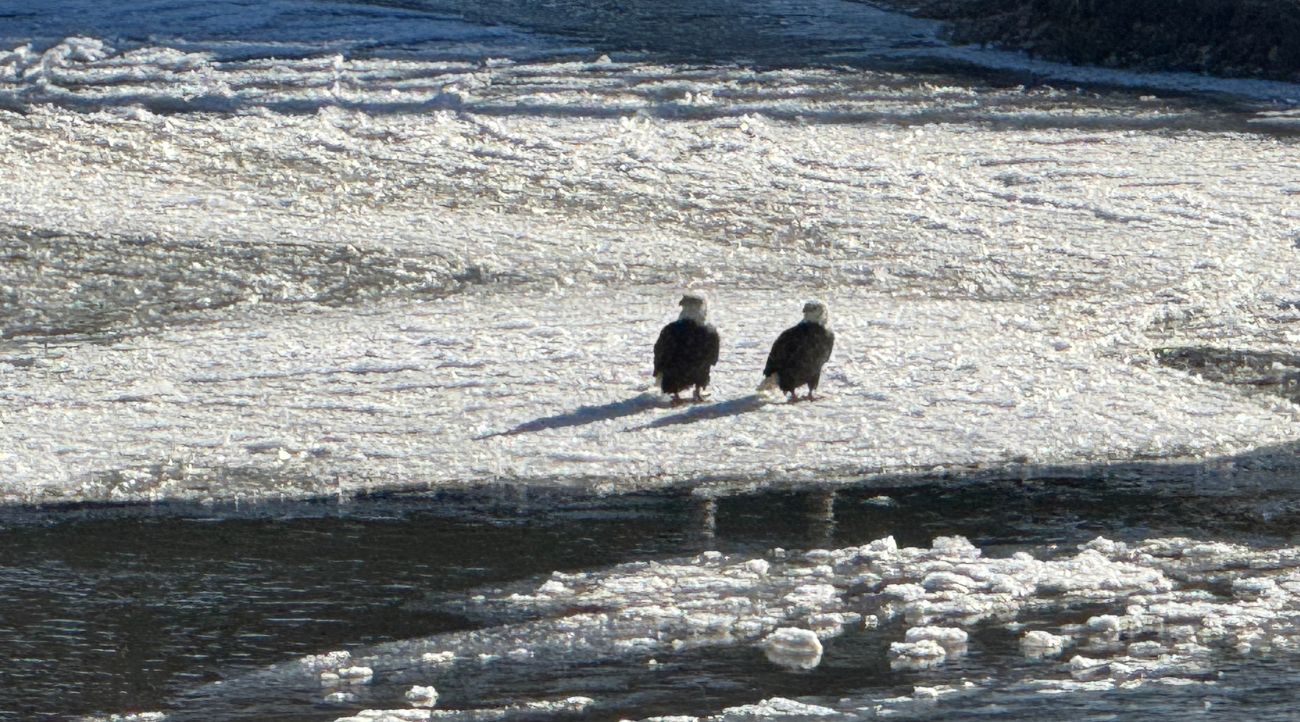 Pair of eagles sit on a snowy river bank on a sunny day.