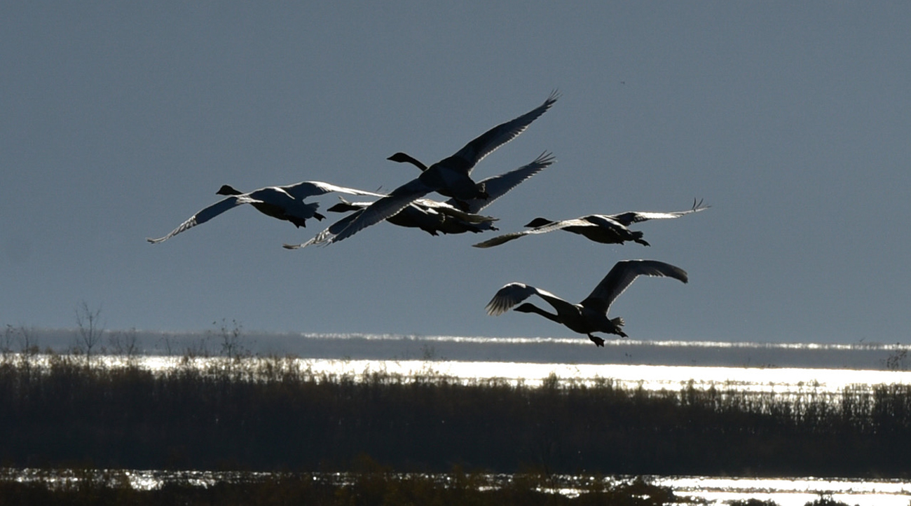 Swan Lake - Thousands of Tundra Swans Migrate Each Autumn - Root
