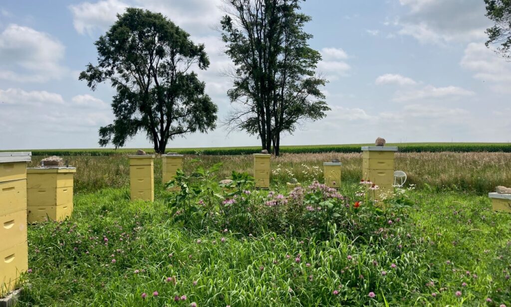 Yellow beehive boxes sit in a grassy pasture surrounded by trees. 