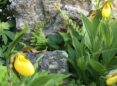 photo of lady slipper flowers