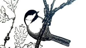 A black and white drawing of a black-capped chickadee sitting on a branch surrounded by oak leaves.