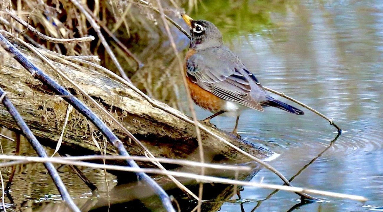 A robin stands in a pile of brush on the edge of a stream.