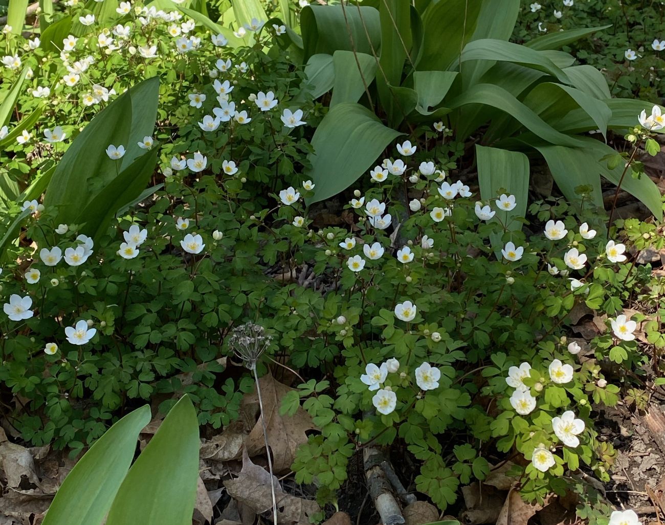 Small white flowers bloom above a dense mat of new green leaves above a mat of brown leaves on the forest floor.