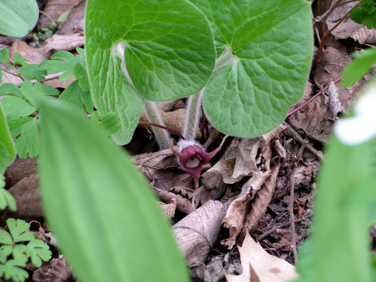 Two large heart-shaped fuzzy green leaves are above a burgundy red oval blossom.