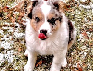 puppy sitting in yard