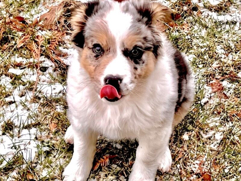 puppy sitting in yard