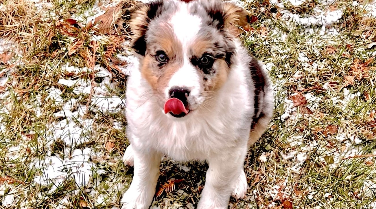 puppy sitting in yard