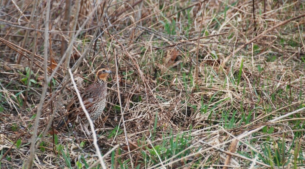 photo of a bobwhite bird in prairie