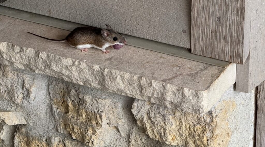 field mouse on ledge