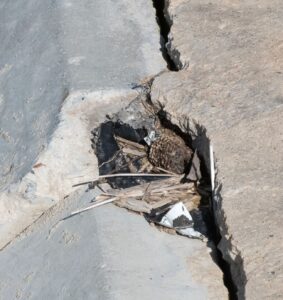 A large jagged crack with debris embedded in the cement surface of a bridge.