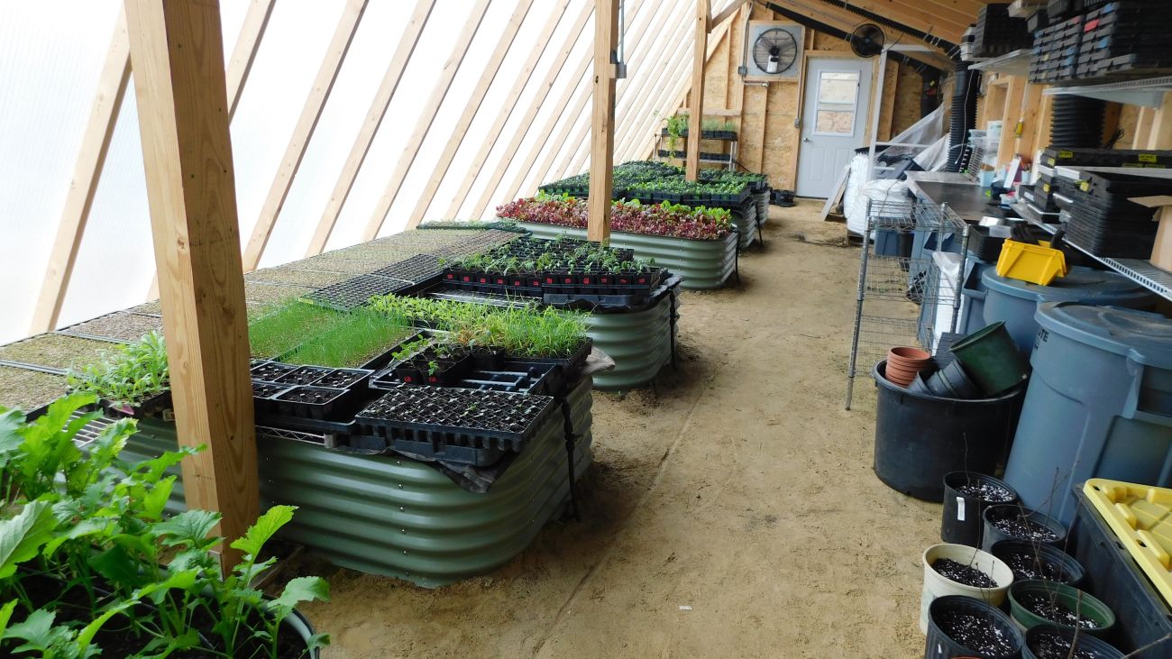 Oval corrugated metal tubs are spaced betwen the poles of a large greenhouse and hold trays of seedlings.