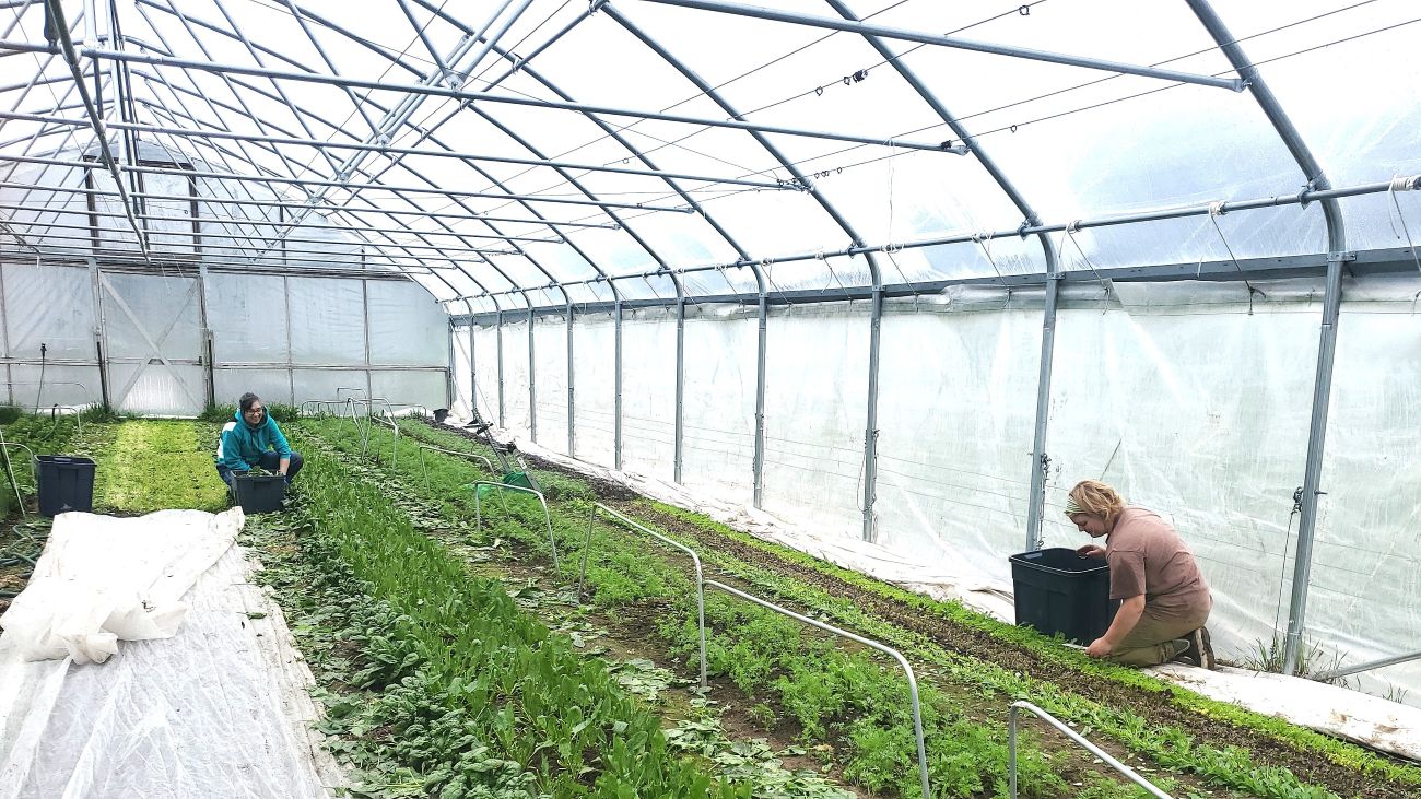 Two people work in a greenhouse on rows of plants and seedlings.
