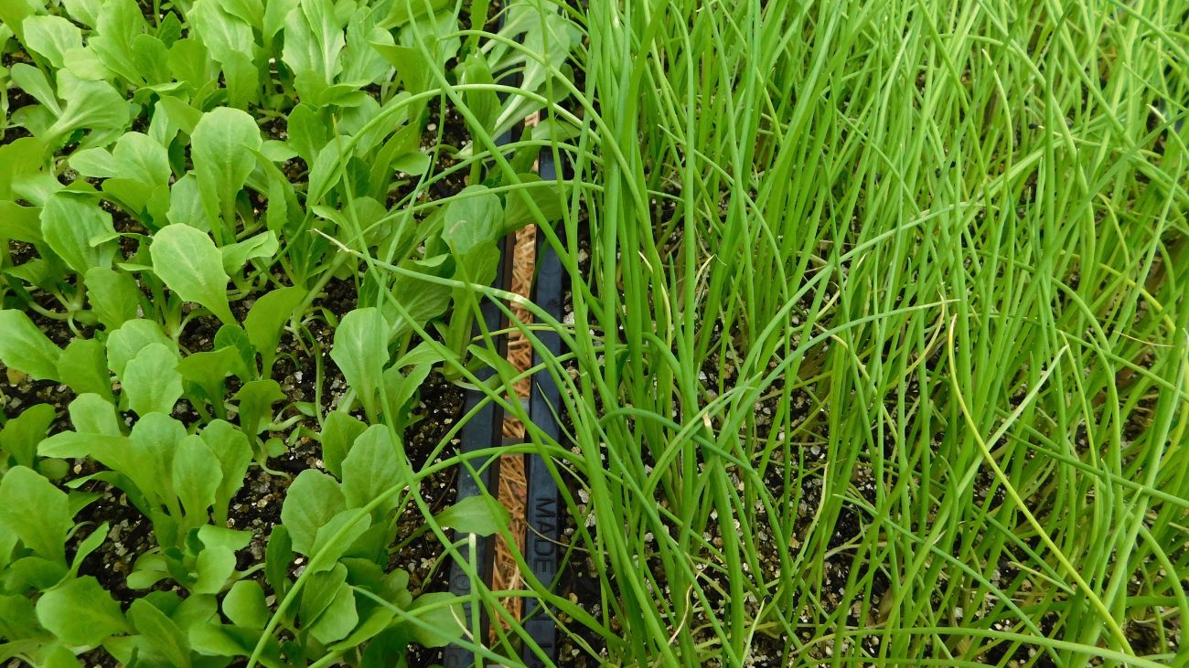 On the left side is small lettuce seedlings and on the right side is spiky scallion tops. Both are growing closely together in a tray filled with soil.