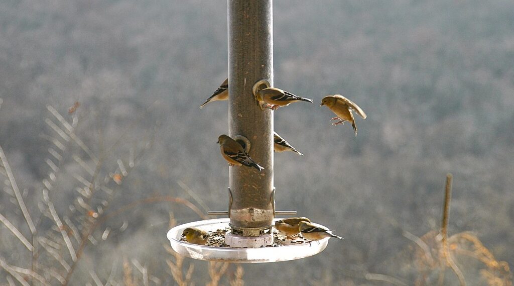 birds at birdfeeder