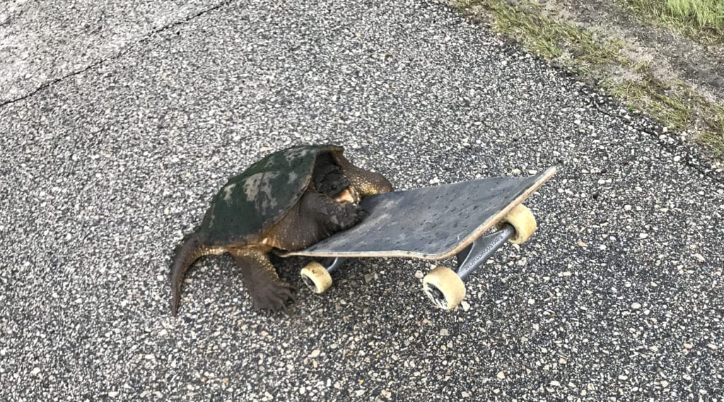 Photo 1 Snapper A dark brown snapping turtle lays on the lower bottom half of a skateboard. His tail is on the asphalt and the front end of the skateboard is pointing up.