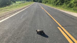 A large turtle in the middle of asphalt road.