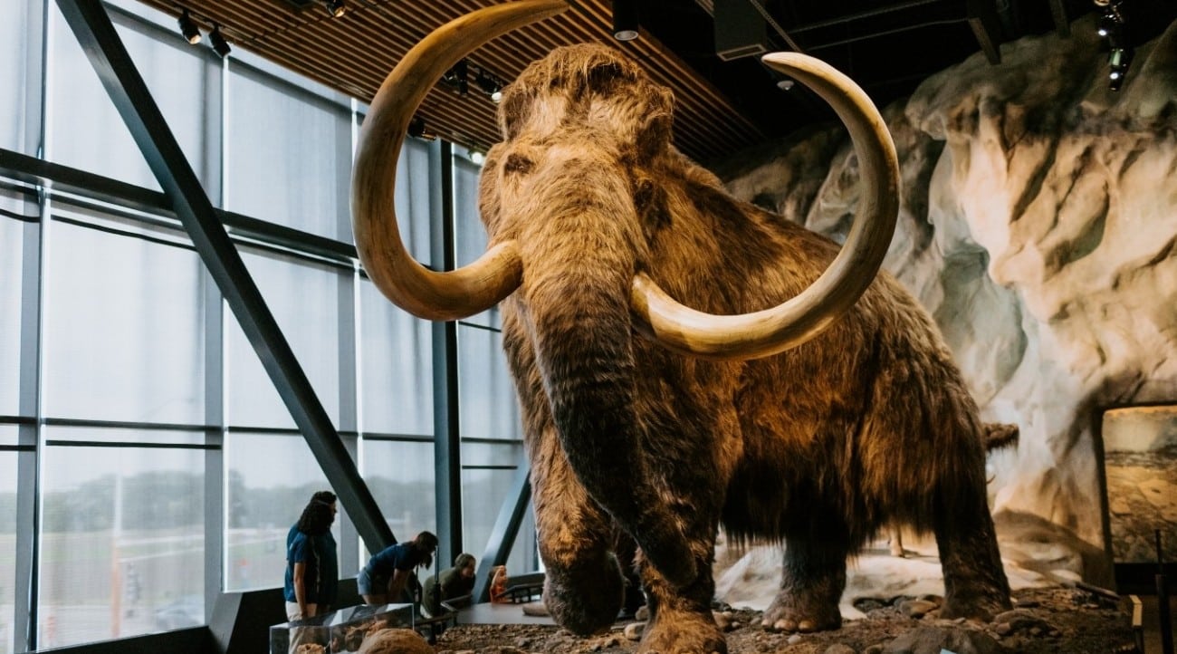 ベース Woolly Mammoth ZVEX Woolly Mammoth Fuzz - What To Know & Where To Buy | Equipboard