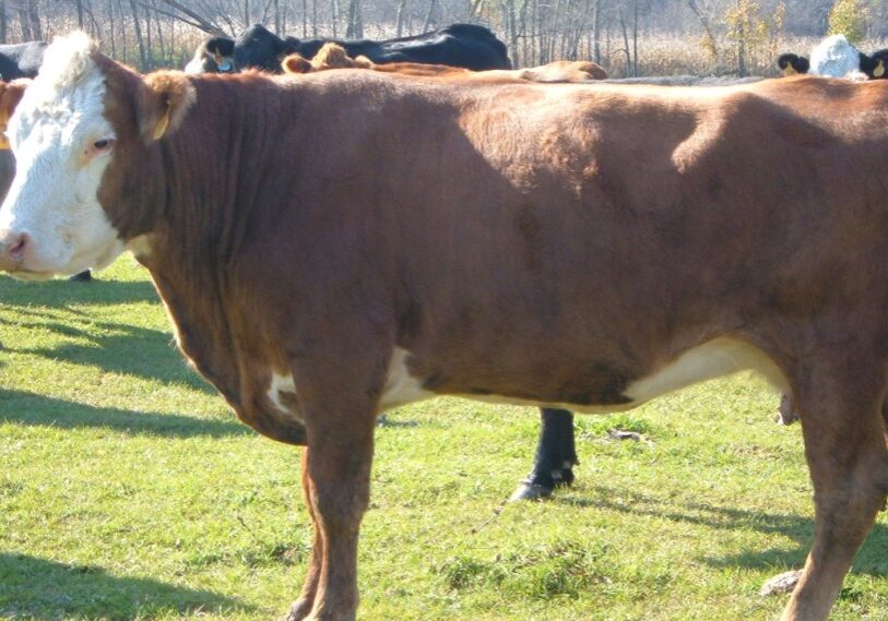 The Fillmore County Board recently expanded the animal unit cap for livestock from 2,000 to 4,000, sparking debate over the balance between farming and the environment. The Fillmore County Board recently expanded the animal unit cap for livestock from 2,000 to 4,000, sparking debate over the balance between farming and the environment. (Submitted photo)
