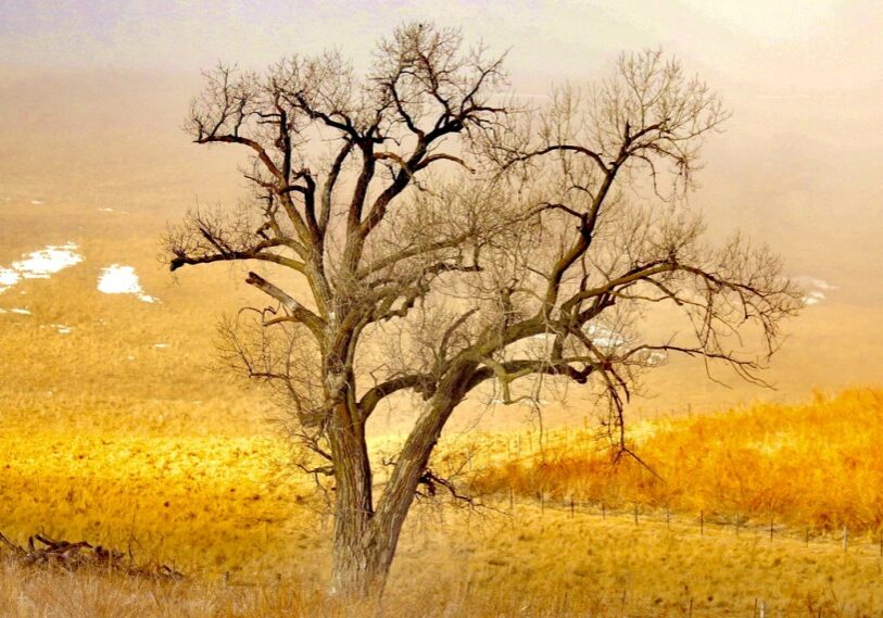 A lone cottonwood against the distant melting remnants of snow between Bratsberg and Highland in eastern Fillmore County. (Photo by Craig Johnson)