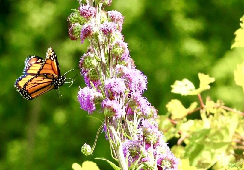<span style="font-size: 14px; color: #6c6b6b; ">A Monarch butterfly stops for a rest and a snack. Monarchs' fall migration typically continues through October in southeast Minnesota. (Photo by Craig Johnson)</span>