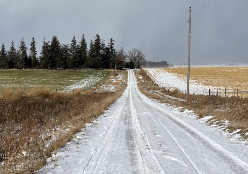 Surrounded by Norway Spruce, the Harvey Benson farm south of Harmony is typical of many farmsteads in southeast Minnesota. The farm has been in the family since the late 1800s. (Photo by Renee Bergstrom)