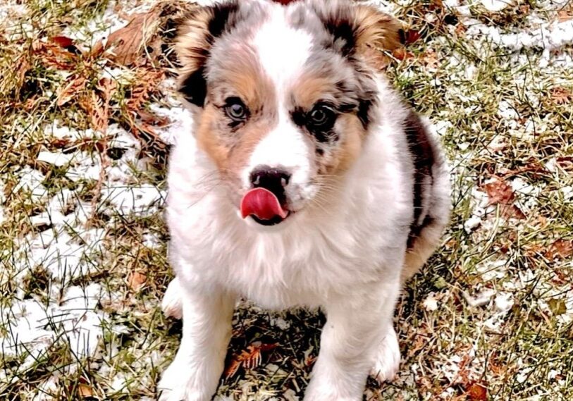 CJ-puppy-1b puppy sitting in yard