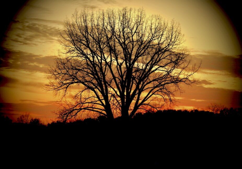 CJ - vinegar hill, houston county, near rushford 2024 Thankful for...autumn silhouettes on Vinegar Hill near Rushford. (Photo by Craig Johnson)