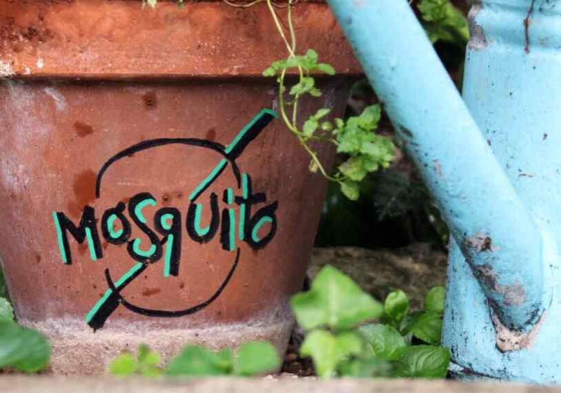 A clay pot with the word "mosquito" and a circle with slash through it handdrawn on the pot. A light blue watering can spout is in the right half of the photo.