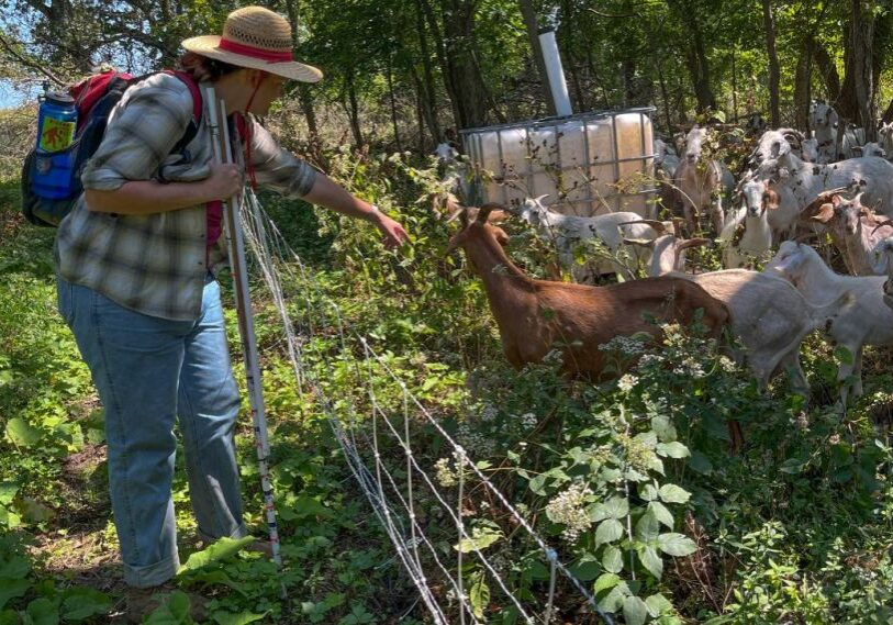 PHOTO 1 CONSERVATION BALLOT Ellen Titus EllenTitus of The Nature Conservancy checks on the goats helping restore goat prairie.