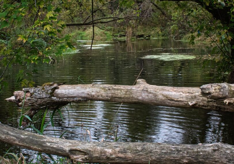 PHOTO 1 Canfield Creek Canfield Creek, a small trout stream in Forestville/Mystery Cave State Park, joins the South Branch Root River. Are neonicotinoids killing invertebrates, the canary in the coalmine for stream health? (Photos by John Weiss)