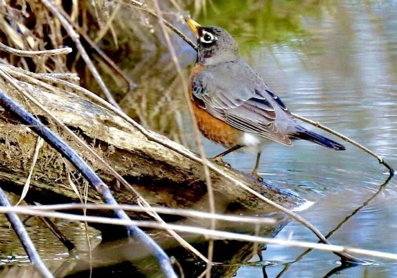 PHOTO-1-Celebrating-blossoming-ephemerals-the-return-of-birdsong-and-Earth-Day-by-Nancy-Overcott-April-2025 A robin stands in a pile of brush on the edge of a stream.