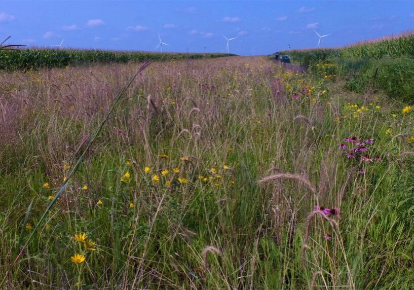 PHOTO 1 DeWall prairie strip & wind turbines_MowerSWCD.2 copy Prairie strip vegetation in the middle of corn fields operated by Mower County farmer Wayne DeWall south of Grand Meadow, Minnesota. (Photo by Mower County SWCD)