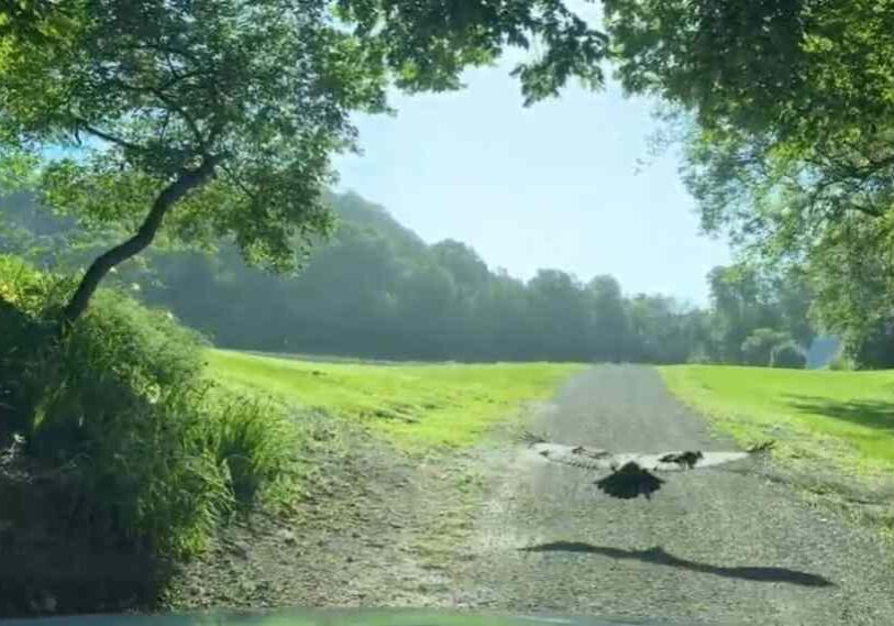 A eagle stretches its wings out as it takes off and flies away from the camera across a gravel driveway. The bird flies about two feet off the ground and its shadow is beneath in on the gravel.