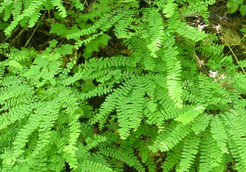 <span style="font-size: 14px; color: #6c6b6b; ">Maiden Hair Fern (Adiantum) flourishes in full shade or dappled sunlight. (Photo by Renee Bergstrom)</span>