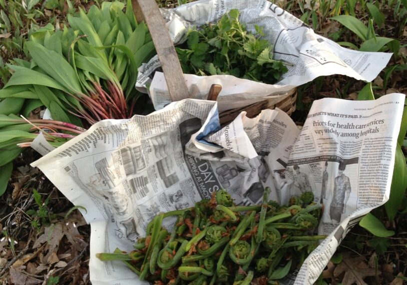 PHOTO 1 Ferns, ramps, nettlesjpeg Fiddlehead ferns, ramps and nettles are readily available in the Spring in Southeast Minnesota. (All photos by Loni Kemp unless noted)