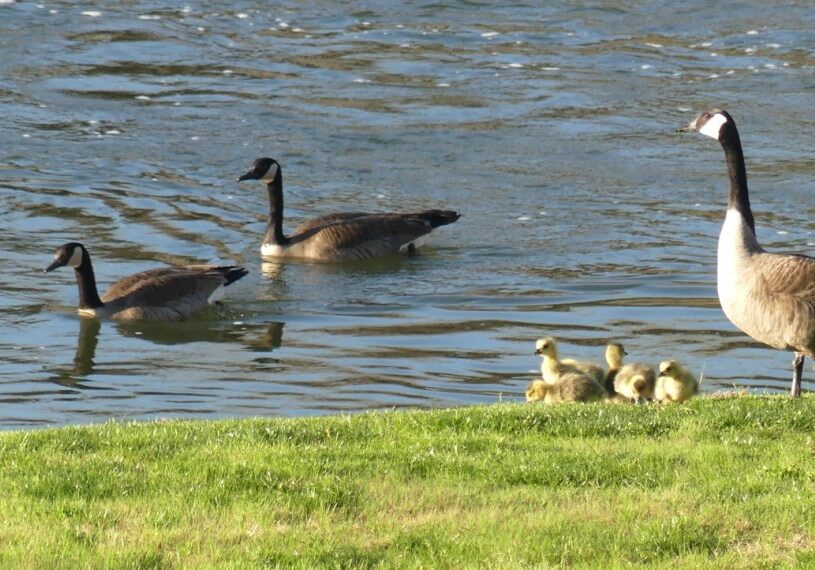 <span style="font-size: 14px; color: #6c6b6b; "><em>Geese and goslings float in the water on a sunny spring day. (Photo by Renee Bergstrom)</em></span>
